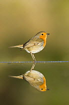 Robin {Erithacus rubecula} reflected in a pond, Spain, January (This image may be licensed either as rights managed or royalty free.)