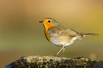 Robin {Erithacus rubecula} beside in a pond, Spain, January