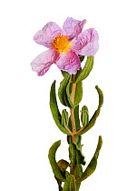 Grey leaved cistus flower {Cistus albidus} Spain meetyourneighbours.net project