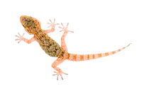Moorish gecko {Tarentola mauritanica} juvenile, Spain meetyourneighbours.net project