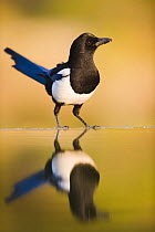 Magpie {Pica pica} coming to drink at a pool, Alicante, Spain