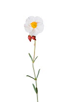 Rock rose flower {Helianthemum appeninum} Spain
