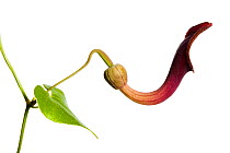 Birthwort / Dutchman's pipe flower {Aristolochia sp} Spain meetyourneighbours.net project