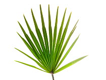 Palmito / Dwarf fan palm {Chamaerops humilis} Spain. meetyourneighbours.net