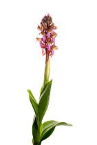 Giant orchid in flower {Himantoglossum robertianum} Spain