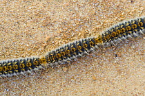 Procession of caterpillar larvae of Pine processionary moth {Thaumetopoea sp} on their way to bury themselves in the ground and pupate, Alconocales Natural Park, Spain