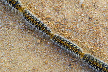 Procession of caterpillar larvae of Pine processionary moth {Thaumetopoea sp} on their way to bury themselves in the ground and pupate, Alconocales Natural Park, Spain