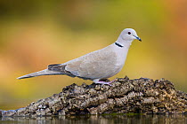 Collared dove {Streptopelia decaocto} at water's edge, Alicante, Spain