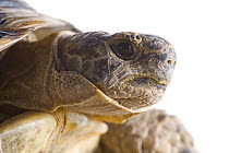Greek / Spur thighed tortoise {Testudo graeca} head portrait, Spain