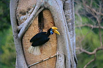 Female Knobbed hornbill (Aceros cassidix) at nest hole. Chick in nest is near fledging and female has emerged to assist male in feeding chick. Tangkoko Batuangus / Dua Saudara Nature Reserve, Sulawesi...
