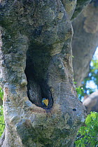 Knobbed Hornbill (Aceros cassidix) chick peering out from nest hole. Tangkoko Batuangus / Dua Saudara Nature Reserve, Sulawesi Island, Indonesia.
