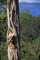Female Knobbed hornbill (Aceros cassidix) at nest holding fruit in bill. Strangler fig tree growing on the nest tree. Tangkoko Batuangus / Dua Saudara Nature Reserve, Sulawesi Island, Indonesia.