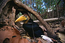 Knobbed hornbill (Aceros cassidix) fledgling chick on the ground after emerging from nest (perhaps too early to fly?) Tangkoko Batuangus / Dua Saudara Nature Reserve, Sulawesi Island, Indonesia.