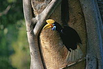 Female Knobbed hornbill (Aceros cassidix) at nest hole. Chick is near fledging and female has emerged to assist male in feeding chick. Tangkoko Batuangus / Dua Saudara Nature Reserve, Sulawesi Island,...