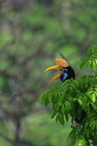 Female Knobbed hornbill (Aceros cassidix) calling in tree. Tangkoko Batuangus / Dua Saudara Nature Reserve, Sulawesi Island, Indonesia.