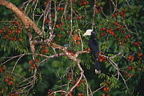 Black Hornbill (Anthracoceros malayanus) male perched in Aglaia tree heavily laden with fruit. Gunung Palung National Park, West Kalimantan, Borneo, Indonesia