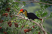Male Wrinkled hornbill (Aceros corrugatus) perched in Aglaia tree heavily laden with fruit. Gunung Palung National Park, West Kalimantan, Borneo, Indonesia