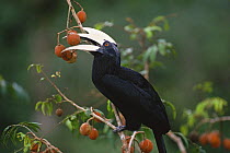 Black Hornbill (Anthracoceros malayanus) male cracking the husk in its beak to feed on Aglaia fruit. Gunung Palung National Park, West Kalimantan, Borneo, Indonesia
