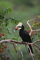 Black Hornbill (Anthracoceros malayanus) male cracking the husk in its beak to feed on Aglaia fruit. Gunung Palung National Park, West Kalimantan, Borneo, Indonesia