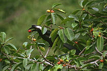 Black Hornbill (Anthracoceros malayanus) female feeding on wild figs (Ficus stupenda). Gunung Palung National Park, West Kalimantan, Borneo, Indonesia