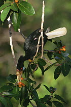 Wreathed hornbill (Rhyticeros / Aceros undulatus) female feeding in fig tree (Ficus stupenda) Gunung Palung National Park, West Kalimantan, Borneo, Indonesia