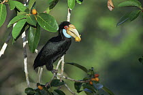 Wreathed hornbill (Rhyticeros / Aceros undulatus) female feeding in wild fig tree (Ficus stupenda) Gunung Palung National Park, West Kalimantan, Borneo, Indonesia