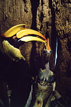 Great indian hornbill (Buceros bicornis) female feeding chick inside nest cavity in hollow tree, male has brought the food to the nest. Khao Yai NP, Thailand