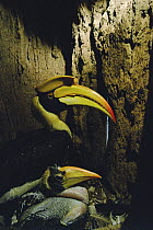 Great indian hornbill (Buceros bicornis) female and chick inside nest cavity in hollow tree, Khao Yai NP, Thailand