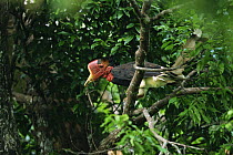 Helmeted hornbill (Rhinoplax vigil) male with very large stick insect to be delivered to female in the nest. Budo Sungai-Padi National Park, Thailand.