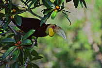 Wreathed hornbill (Rhyticeros / Aceros undulatus) male in wild fig tree (Ficus stupenda) Gunung Palung National Park, West Kalimantan, Borneo, Indonesia