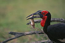 Southern ground hornbill (Bucorvus leadbeateri / cafer) crushes skull of mouse it has captured before swallowing, Kruger National Park, South Africa.
