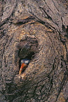 Red-billed hornbill (Tockus erythrorhynchus) chick peering out of nest hole, its first step toward emerging into the outside world, Africa
