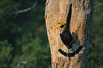 Great indian hornbill (Buceros bicornis) male at nest hole, Khao Yai National Park, Thailand