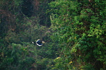 Oriental pied hornbill (Anthracoceros albirostris) in flight in rainforest canopy. Khao Yai National Park, Thailand