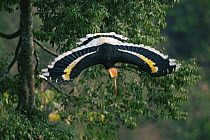 Great indian hornbill (Buceros bicornis) in flight, Khao Yai National Park, Thailand