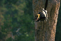 Great indian hornbill (Buceros bicornis) male taking off from nest hole, Khao Yai National Park, Thailand