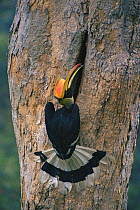 Great hornbill (Buceros bicornis) male delivering food to female inside the nest. Khao Yai National Park, Thailand
