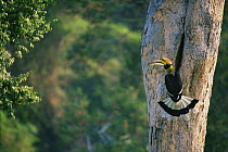 Great indian hornbill (Buceros bicornis) male brings fruit to nest hole, Khao Yai National Park, Thailand