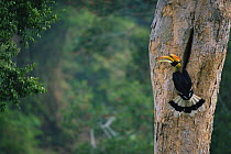 Great indian hornbill (Buceros bicornis) male at nest hole, Khao Yai National Park, Thailand