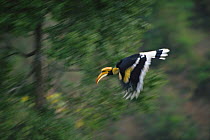 Great indian hornbill (Buceros bicornis) male in flight, Khao Yai National Park, Thailand