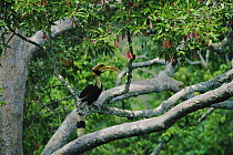 Great indian hornbill (Buceros bicornis) male perched in tree, Khao Yai National Park, Thailand