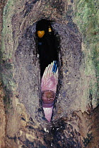 Oriental pied hornbill (Anthracoceros albirostris) chick placing its cloaca in nest hole entrance to defecate out of the nest. Khao Yai National Park, Thailand