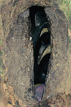 Oriental pied hornbill (Anthracoceros albirostris) female in nest cavity. Khao Yai National Park, Thailand