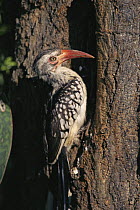 Red-billed hornbill (Tockus erythrorhynchus) at nest hole, Kruger NP, South Africa