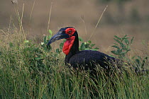 Southern Ground hornbill (Bucorvus leadbeateri / cafer) male in the grass. Kruger National Park, South Africa.