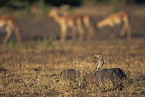 Southern yellow-billed hornbill (Tockus leucomelas) perched on rock, with Impala in background. Kruger National Park, South Africa.