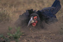 Southern Ground hornbill (Bucorvus leadbeateri / cafer) dust bathing to clean feathers of parasites, Kruger National Park, South Africa.