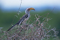Southern yellow-billed hornbill (Tockus leucomelas) perched on thorn bush. Kruger National Park, South Africa.
