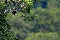 Wreathed hornbill (Rhyticeros / Aceros undulatus) female in forest canopy, Gunung Palung National Park, West Kalimantan, Borneo, Indonesia