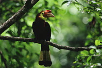 Rufous headed / Waldens hornbill (Aceros waldeni) male at nest hole. Panay Island, Philippines. Critically endangered